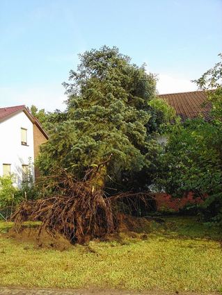 <p>In der Amselstraße in Rohrhof kippte ein großer Baum um und stürzte auf das be-nachbarte Haus. Dabei wurde im Innern des Hauses Schaden angerichtet.</p>