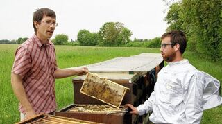 <p>Bei dieser Arbeit ist Vorsicht geboten: Tierwirtschaftsmeister Jürgen Ullrich (links) wirft zusammen mit Azubi Johannes Rösch einen Blick ins Bienenvolk. Gemeinsam schauen sie, wo es Brutwaben gibt, die entfernt werden müssen.</p>