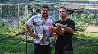 <p>Marco Sturm (v.l.) und Mario Rahn freuen sich auf das Wettkrähen am Sonntag. Rahn wird dann auch zwei Hähne stellen. Die Rasse im Bild nennt sich Bielefelder Zwergkennsperber. Beim Züchter leben sie in einer grün bepflanzten Parzelle.</p>