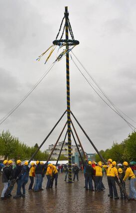 <p>Grauer Himmel und Dauerregen begleiten die Maibaumaufstellung. Mit vereinten Kräften der Maiboombuwe dauert das Prozedere wenige Minuten und der Stamm rutscht in die Bodenhülse.</p>