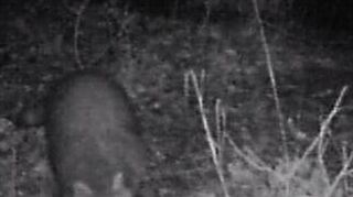 <p>Eine Wildkamera "erwischte" den Waschbären auf der Rheininsel.</p>