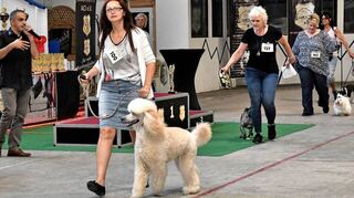 Nachdem die Rassehunde die Richter überzeugt hatten, durften die besten in den Ehrenring, wo unter den Augen der Richter der Gesamtsieger ermittelt wurde.