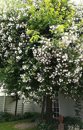 Unzählige Blüten trägt die Rambler Rose im Garten von Familie Bacher – sie ist ein echter Hingucker für Passanten.