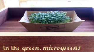 Das Mikrogemüse wird in kleinen Schiffchen verkauft - hier übrigens Rucola.