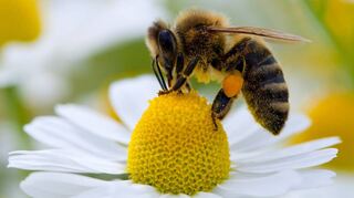 Eine Biene sammelt auf einer Kamillenblüte Pollen, die sie an ihren Hinterbeinen befestigt, um sie zum Bienenstock bringen zu können. (Symbolbild)
