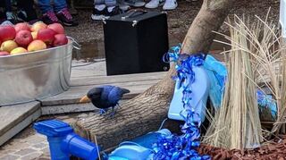 Alte Waschmittelflaschen, Plastikdeckel und Knöpfe zieren das blaue Nest des Seidenlaubenvogels.