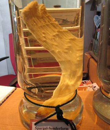 Ein bayrischer Spargel-Fehlwuchs – zu bewundern im Spargelmuseum.