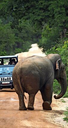 Ein halbstarker Elefantenbulle trollt sich vor dem Jeep mit den Besuchern ins Gebüsch.