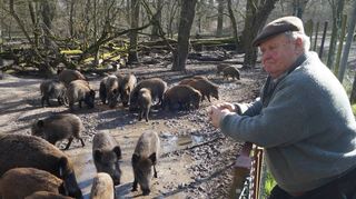 Hubert Schäfer ist der „Wildschweinkümmerer“ der Enderlegemeinde – täglich schaut er nach den Tieren, gibt ihnen Kraft- und Saftfutter und sieht nach, ob alle Tiere unauffällig und damit vermeintlich gesund sind.