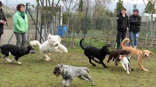 Die Junghunde ab dem vierten Lebensmonat trainieren den Umgang mit Umweltreizen – etwa wenn Jogger vorbeikommen oder Autos hupen. Aber sie dürfen in den Pausen auch einfach nur miteinander toben.