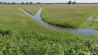 Unter Schutz gestellt, um die Auswirkungen menschlicher Eingriffe abzumildern: Die überschwemmten Matthäuswiesen erinnern an den Hockenheimer Rheinbogen vor Flussbegradigung, Autobahnbau und Flurbereinigung.