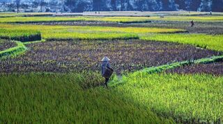 Ohne die Non Las, die traditionellen vietnamesischen Hüte, wäre die Arbeit im Reisfeld unerträglich.
