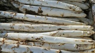 Die frischen Spargel sind gerade geerntet. Makellos liegen sie im Körb-chen, wenn die Fachleute sie gestochen haben.