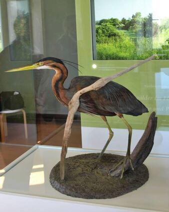 Der Purpurreiher ist an der Wagbach-niederung beheimatet.