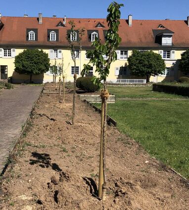 Im Marstall-Innenhof wachsen auf den Hochbeeten jetzt neue Apfel-, Birnen-, Zwetschgen- und Kirschbäume.