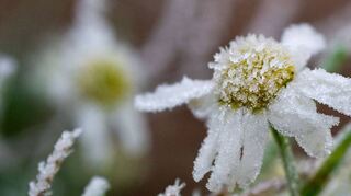 Wie mit Zucker überzogen wirkt dieses Gänseblümchen, das den Frost rund um die Eisheiligen aushalten muss.