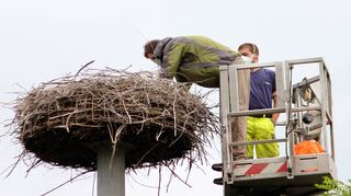 Thomas Picke (links) legt den Jungstörchen im Altlußheimer Nest die Ringe an.