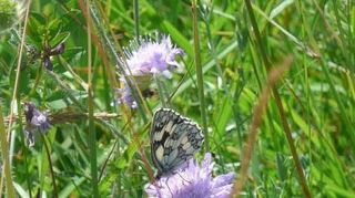 Ein Apollofalter labt sich an einer Witwenblume.
