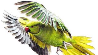 Ein Halsbandsittich im Flug – die Vögel mit dem auffälligen Auftreten haben sich in der Kurpfalz gut eingelebt und erobern   in drei Kolonien den Luftraum über der       Hufeisengemeinde.