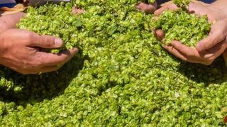 Händeweise besonderer Hopfen: das Geheimrezept für gutes Bier.