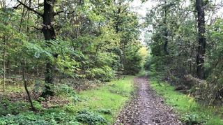 In Ketsch soll – so planen manche – dieser Wald im „Entenpfuhl“ verschwinden, damit Kies und Sand gewonnen werden kann.