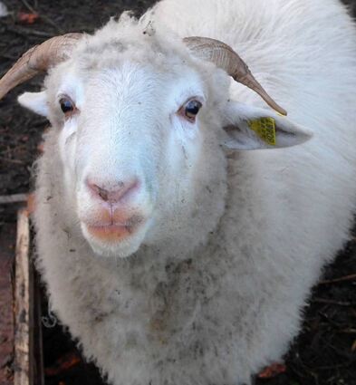 Heute beweiden Schafe in Oftersheim die Dünen. Früher gehörten sie zum Ortsbild in der Dorfstraße. Dem Kurfürsten und seinem Gefolge missfiel’s.