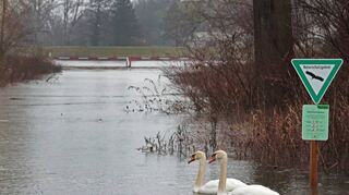 Mehr Platz für die Schwäne im Naturschutzgebiet auf dem Rheindamm zwischen Altlußheim und Ketsch.