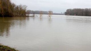 Der Rhein steht fast am oberen Rand der Dämme. Die beiden Bäume mitten im Wasser sind die neu gepflanzten Trauerweiden.
