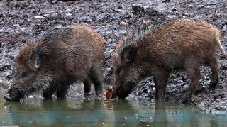 Na, gibt’s heute etwa Fisch? Die Wildschweine auf der Rheininsel in Ketsch schnüffeln im Nass.