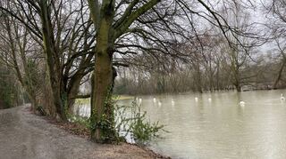 Blick vom Weg an den Rhein auf die Festwiese in Altlußheim, die angesichts der Hochwasserlage einer Schwanenfamilie reichlich Gelegenheit zum Gründeln bietet.