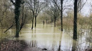 In Ketsch ist der Altrhein über die Ufer getreten, ohne dabei größere Schäden anzu-richten. Seit Sonntag sind die Pegelstände wieder fallend.