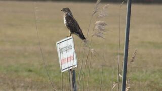Ein Bussard hat auf dem Schild „Flugplatzgelände – Betreten verboten“ Platz genom-men, als wolle er gesondert darauf hinweisen.