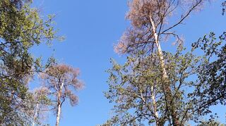 Rote Nadeln und trockene Baumkronen: Die absterbenden Kiefern werden im Oftersheimer Wald geerntet, wovon wiederum licht- und wärmeliebende Tier- und Pflanzenarten profitieren.