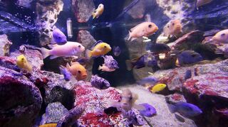 Ein ganz anderer Kosmos hinter den Türen der Dauer-Aquarienausstellung im Gartenschaupark: Das große Becken mit den Malawi-Buntbarschen der Zierfischfreunde zieht viele Besucher in in seinen Bann.