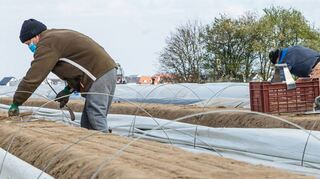 Osteuropäische Erntehelfer müssen bei ihrer körperlich herausfordernden Erntearbeit strenge Hygieneregeln beachten.