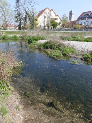 Algen erobern den Kraichbach. Ansonsten ist am und im Gewässer kaum mehr Leben auszumachen, die Artenvielfalt des vergangenen Jahres ist längst Geschichte.