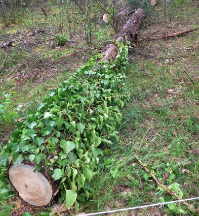 Nur das Efeu ist grün. Ansonsten sieht am an den umliegenden Ästen und Zweigen, wie sehr die Natur an der Trockenheit der vergangenen Sommer leidet.