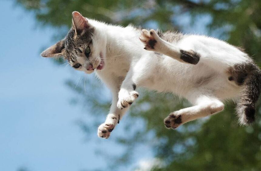 Warum fallen Katzen immer auf die Füße? - Leben: Kolumnen, Tipps ...
