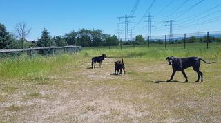 Die Hundewiese, das Grundstück wurde einst von der nahen Aldi Regionalgesellschaft zur Verfügung gestellt, bietet im Süden der Gemeinde viel Raum.