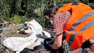 Im Nest werden die Jungtiere beringt. Picke nutzt dabei den Totstellreflex der Vögel, mit dem sie sich im Nest beispielsweise vor Raubvögeln schützen.