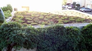 Ein Garagen- oder Vordach kann auch grün sein – so wie dieser erste Platz.