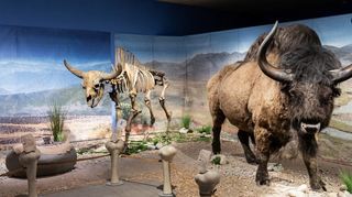 Beeindruckende Szenerie aus der „Eiszeit-Safari“-Ausstellung mit rekonstruiertem Steppenbison sowie seinem Skelett.