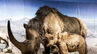 Zog zur Eiszeit durch unsere Region: das Wollhaarnashorn, ein dicht behaarter Pflanzenfresser, mit Nachwuchs in der Szenerie der „Eiszeit-Safari“-Ausstellung.