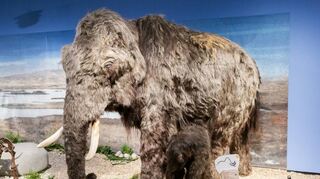 Fünf bis acht Tonnen schwer: ein Mammut. Die zahlreichen Tiere der Eiszeit sind sehr lebensecht nachgebildet worden.