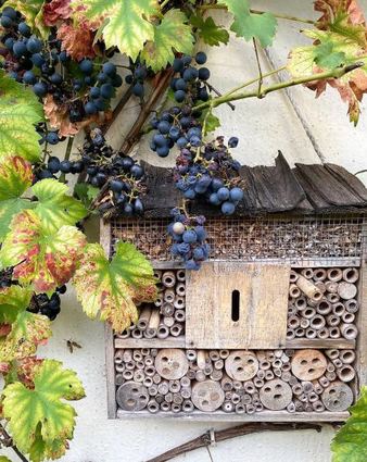 Ein Bild aus dem Herbst: das kleine Insektenhotel in den Regent-Reben.