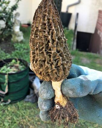 Diesen prächtigen Morchel hat Volker Engelfried in seinem Garten gefunden.