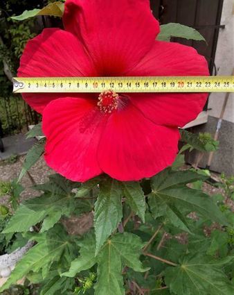 Diese Riesenhibiskus-Blüte hat einen Durchmesser von bis zu 25 Zentimetern.