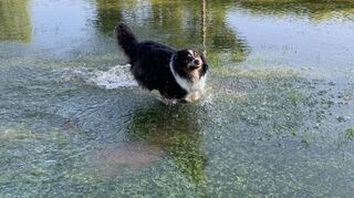 Zumindest der Australian Shepherd „Nash“ hat vor der Sperrung des Areals noch seinen Spaß auf dem überfluteten Hundeplatz in Rohrhof.