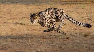 Geparden leben in der Steppe Afrikas und können auf einer Kurzstrecke bis zu 100 Kilometer pro Stunde rennen.