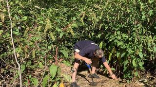 Klaus Frohn steht in einem Meer aus Kermesbeeren: Bevor ein Strauch abgeschlagen wird, muss erst geprüft werden, wie groß er ist und wo die Wurzel sitzt.